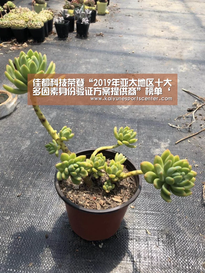 开云娱乐